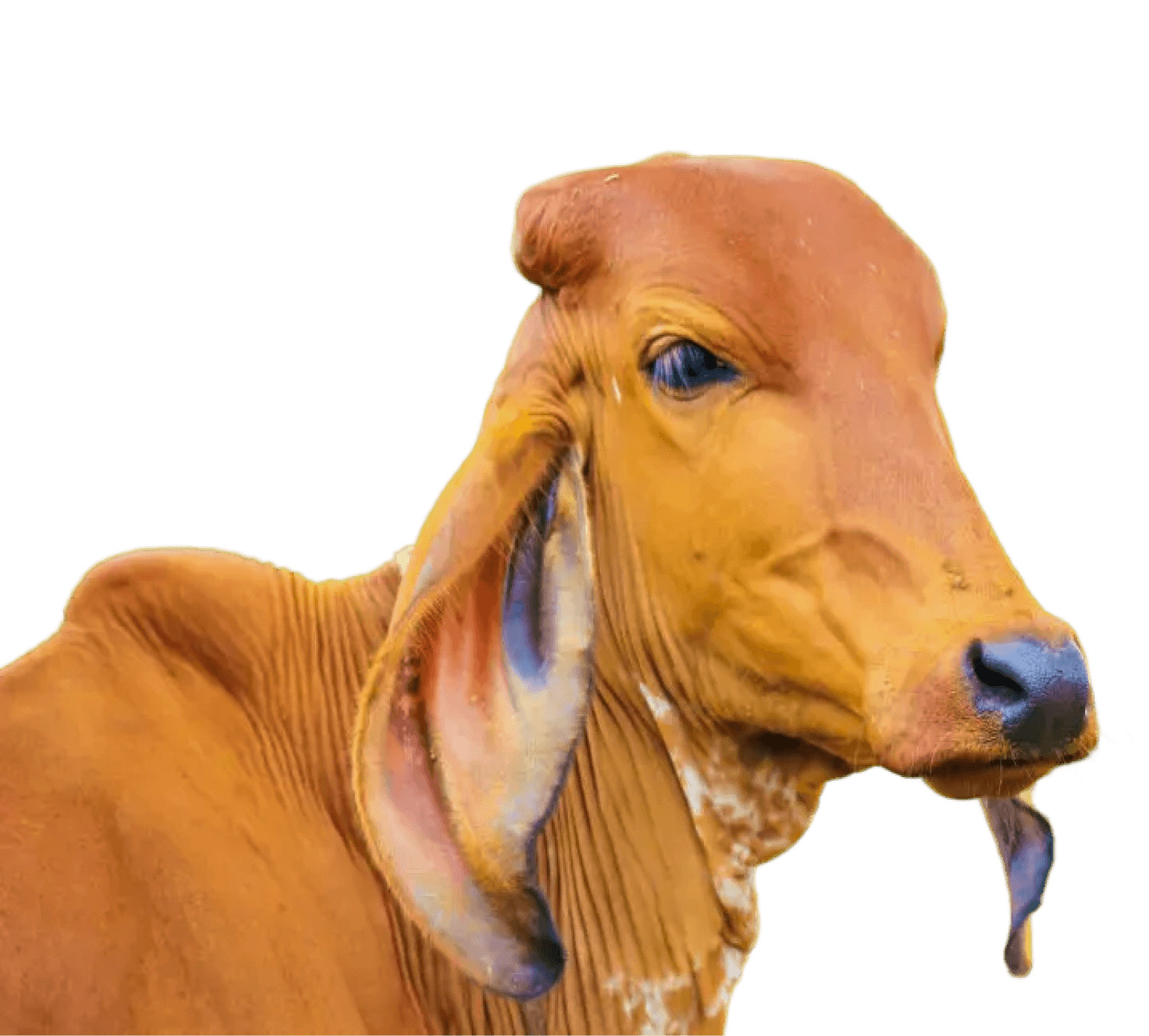 About Bharat Connect